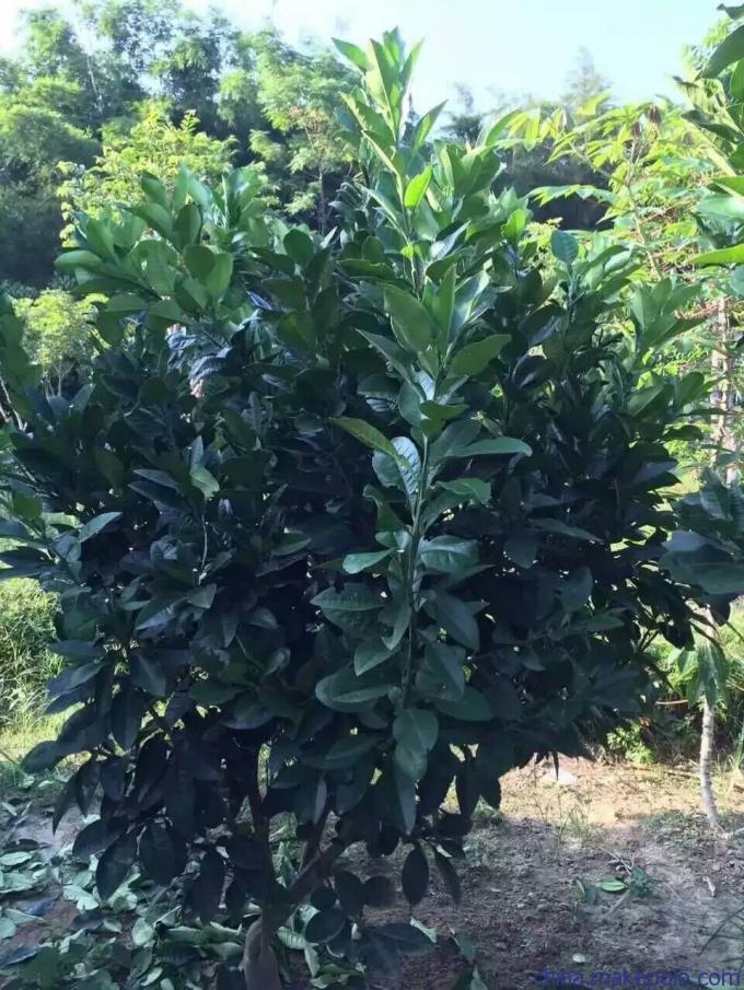 ��ݸ������ʳƷ���޹�˾