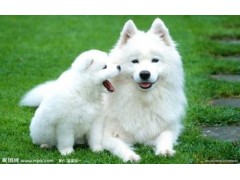 ȫ�Զ�������