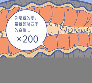 扇贝竟然有200多只眼睛