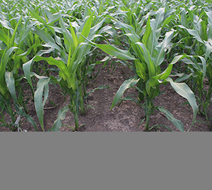 科普视频：抗虫耐除草剂玉米因何而生（转基因科普）