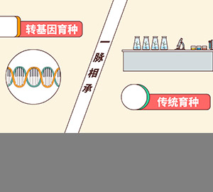 科普视频：普通育种和转基因育种有什么区别？