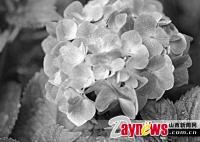 ���ɻ���������